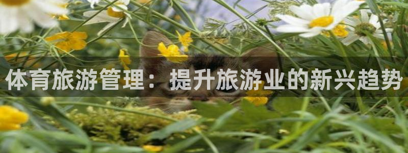 必一体育手机下载：体